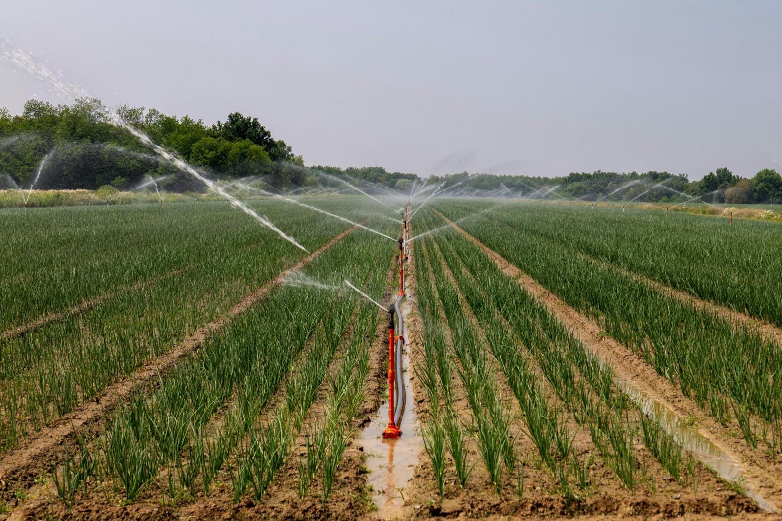 Professional Irrigation Sprinklers