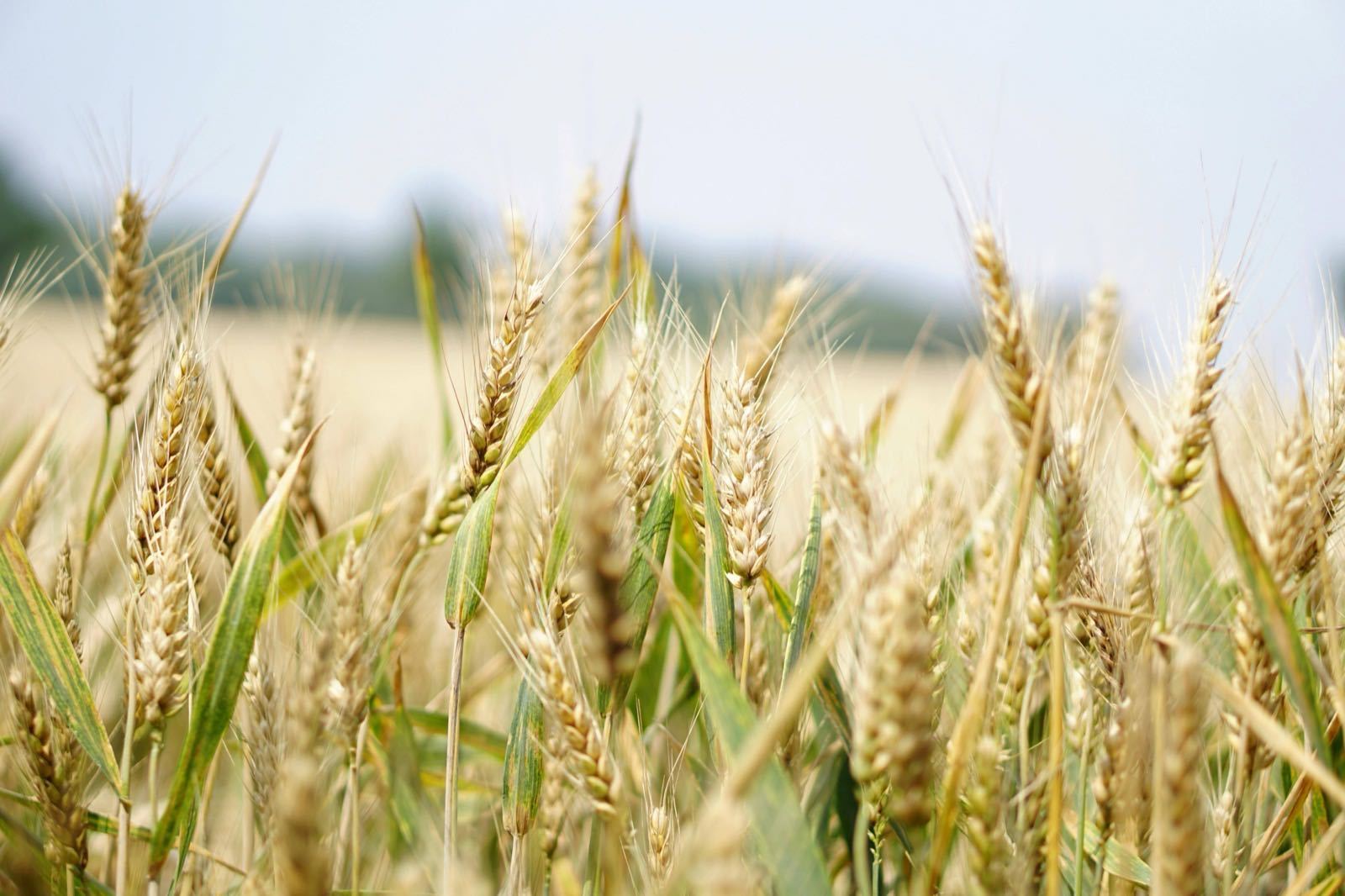 Arbre Bio Africa - Precision Agriculture Projects
