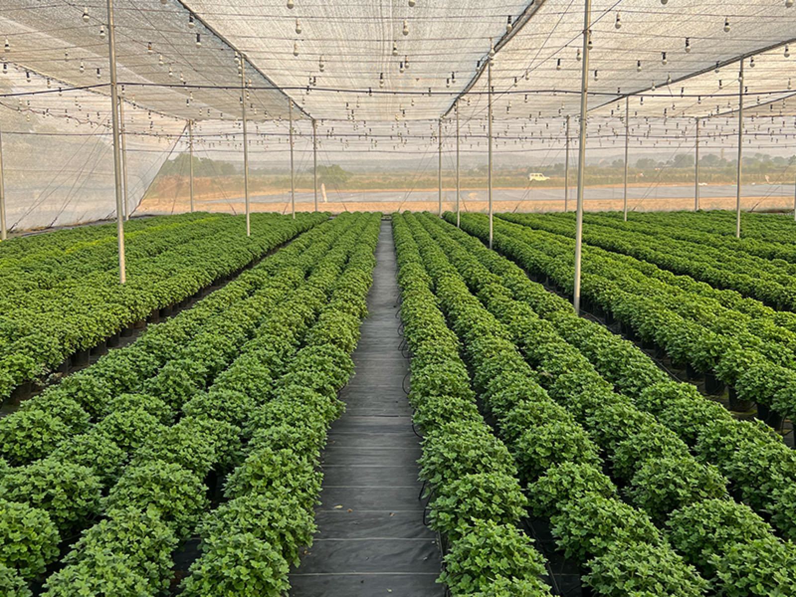High-Tech Greenhouse Solutions
