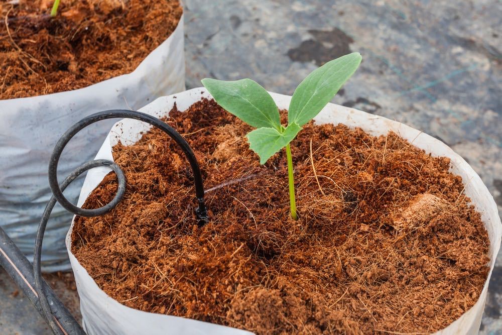 Growing Solutions