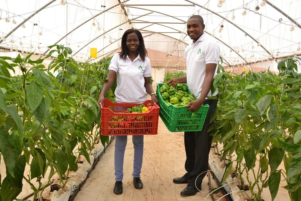 How to Choose the Perfect Greenhouse for Tropical Climates