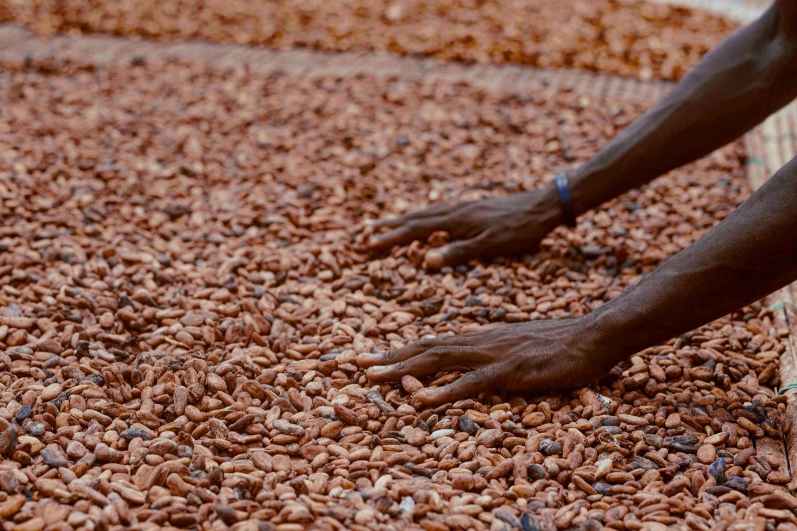 Climate-Smart Agriculture: Adapting to Change in Côte d'Ivoire