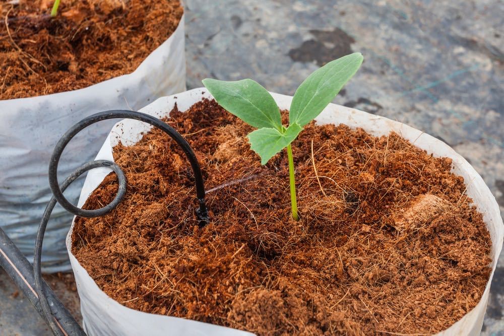 Growing Substrate Solutions