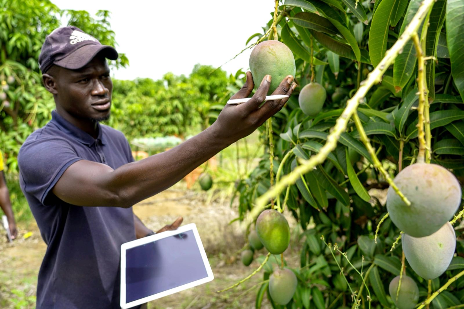 How Digital Tools Are Transforming Ivorian Farming