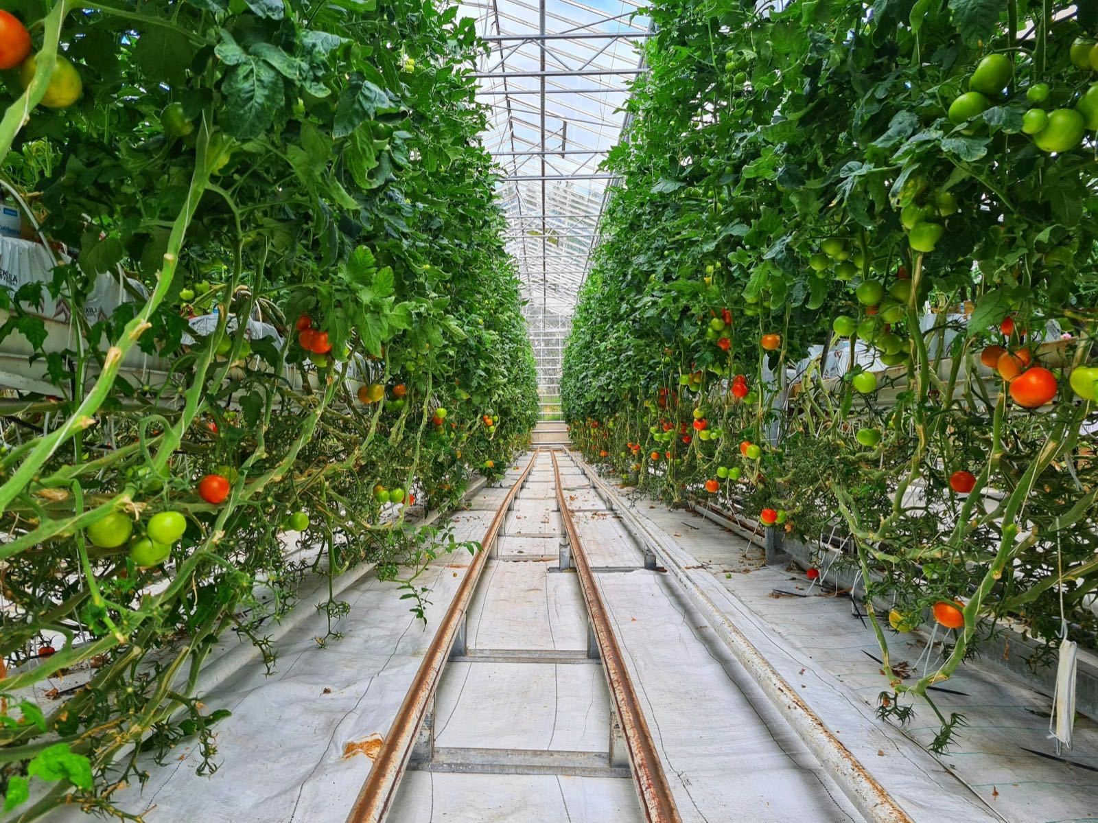Why Modern Greenhouse Farming is the Future of Ivorian Agriculture