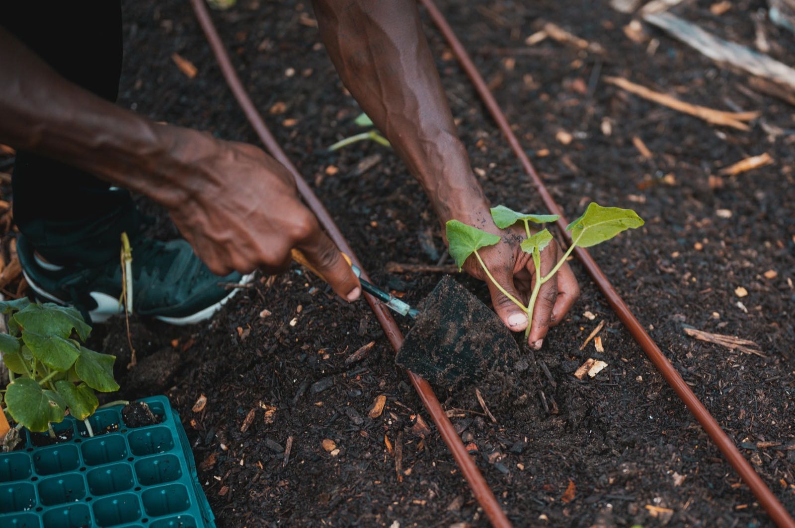 The Importance of Soil Health in Ivorian Agriculture
