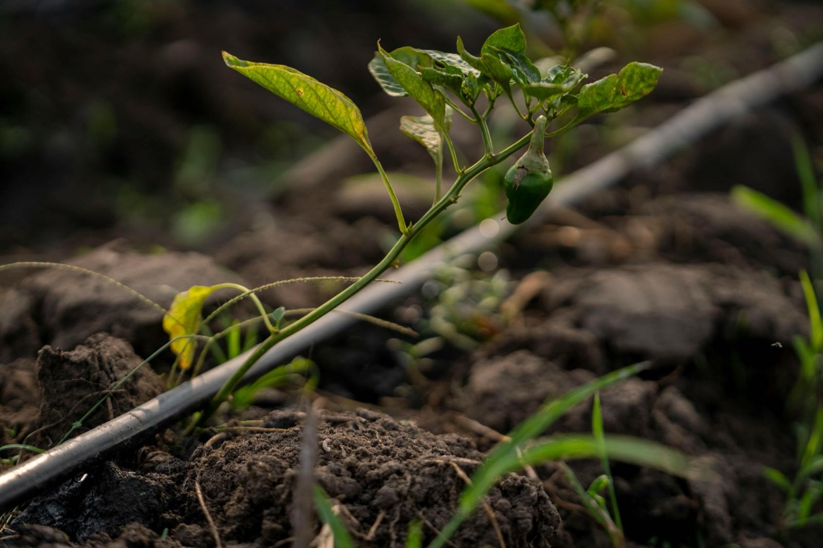 Drip Irrigation Systems