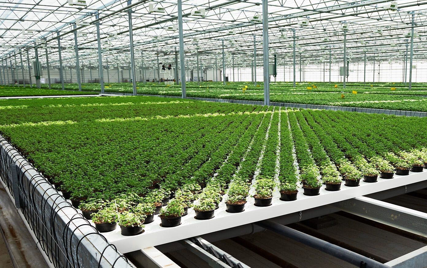 Arbre Bio Premium Greenhouse